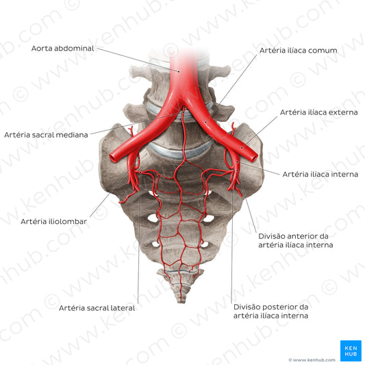 Arteries of the sacrum (Portuguese)