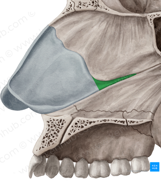 Posterior process of cartilage of nasal septum (#8239)