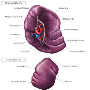 Surface anatomy of the spleen (German)