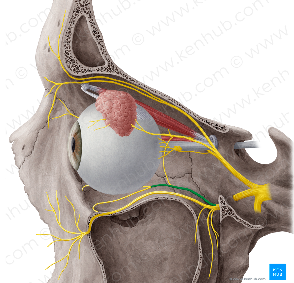 Zygomatic nerve (#6916)