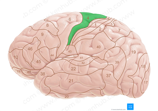 Brodmann area 4 (#18007)