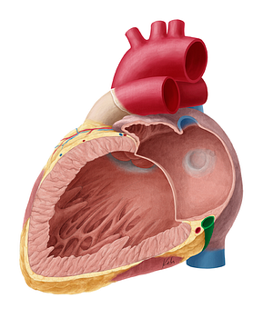 Coronary sinus (#9006)