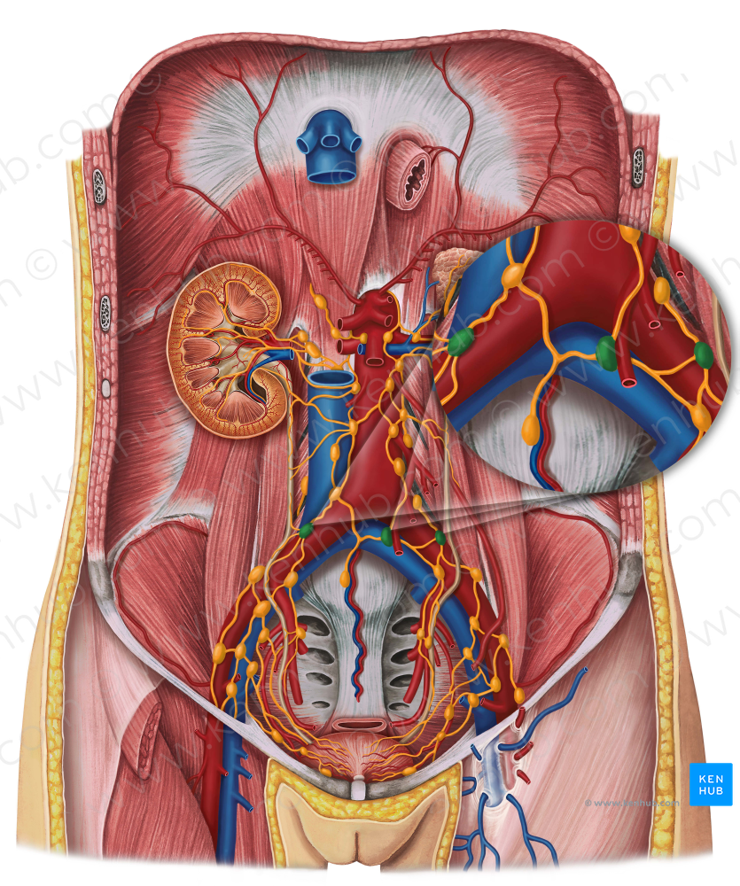 Common iliac lymph nodes (#7014) – Kenhub Image License Store