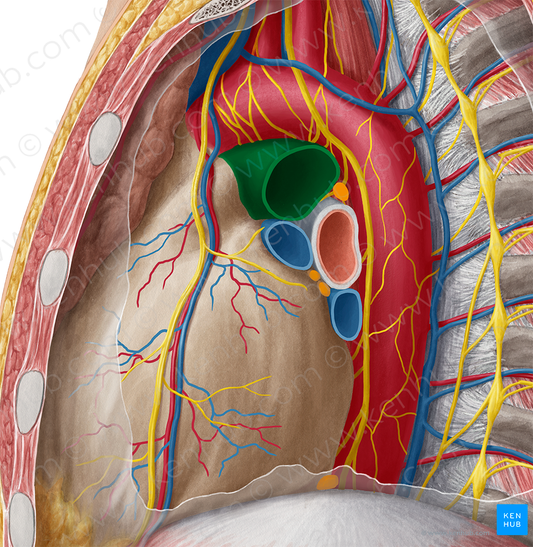 Left pulmonary artery (#1699)