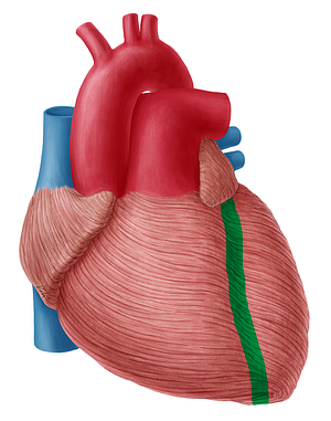 Anterior interventricular sulcus (#9267)