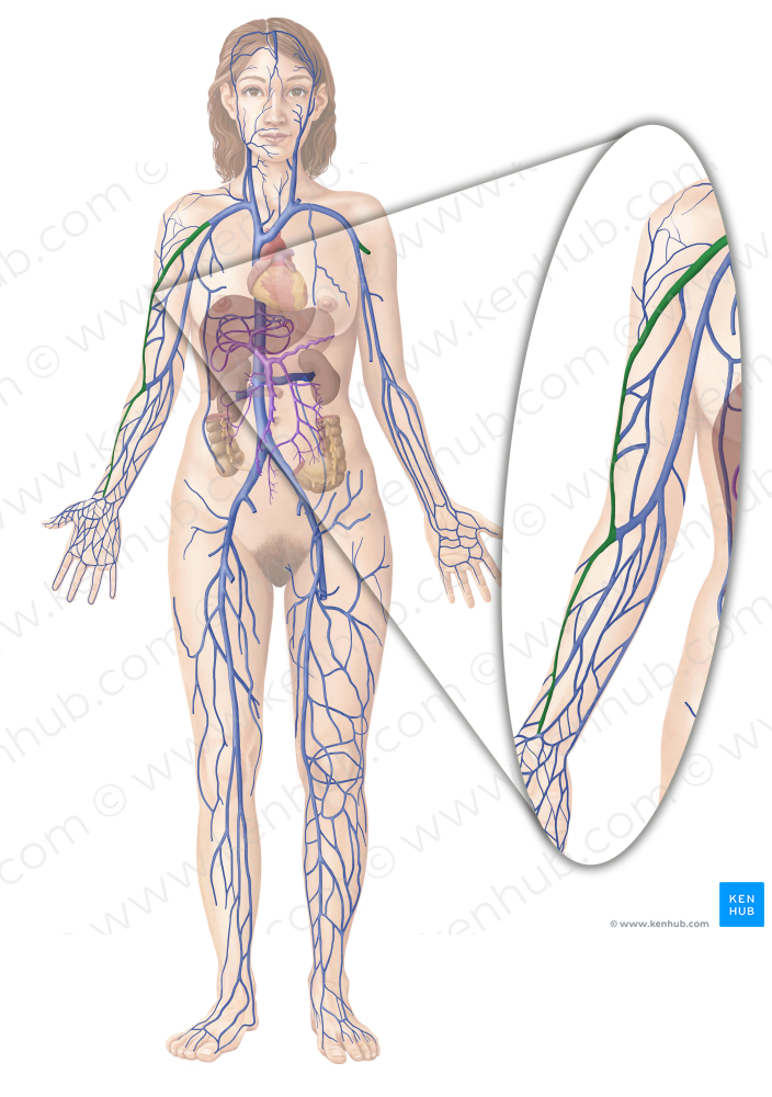 Cephalic vein (#10104)