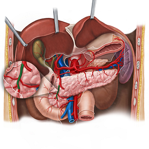 Anterior superior pancreaticoduodenal artery (#1590)