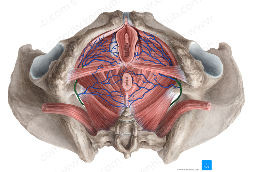Internal pudendal vein (#10502)