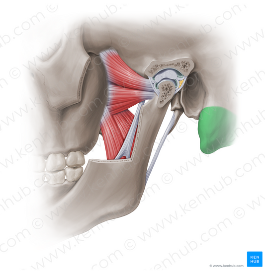 Mastoid process of temporal bone (#18871)