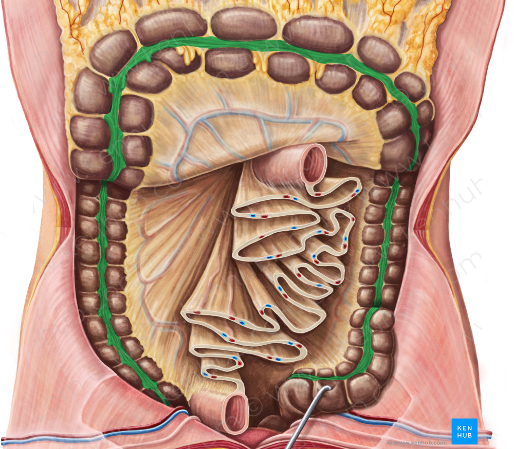 Teniae coli (#9403)