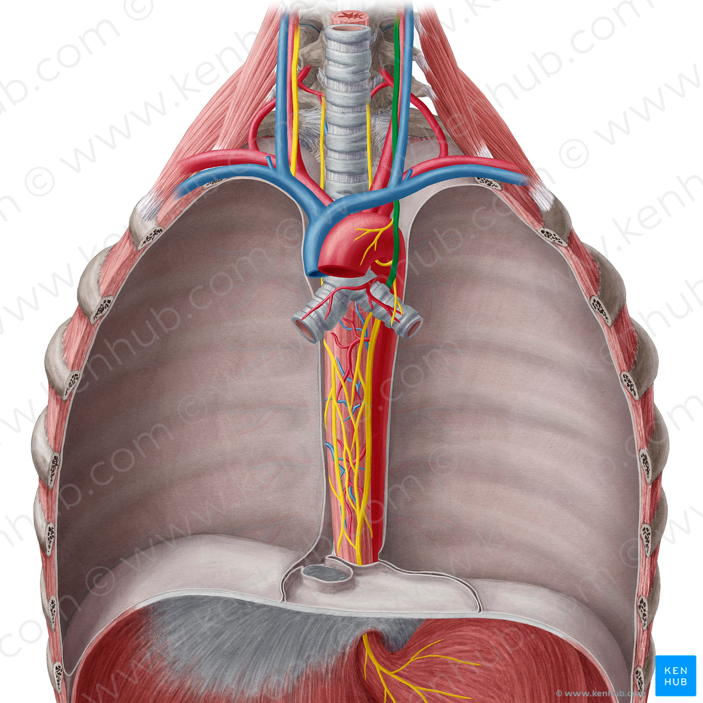 Left vagus nerve (#6890)