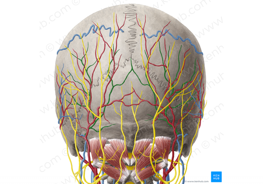 Occipital vein (#10441)