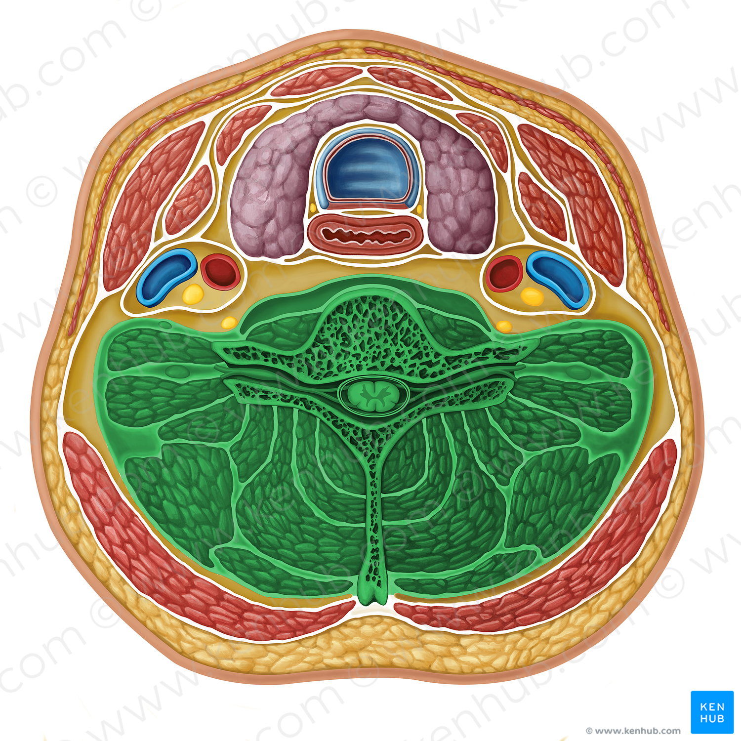 Vertebral compartment (#16316)