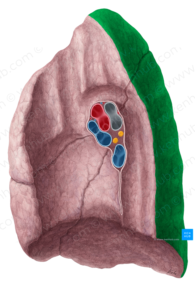 Vertebral surface of lung (#21490)