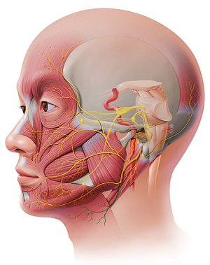 Cervical branch of facial nerve (#8626)