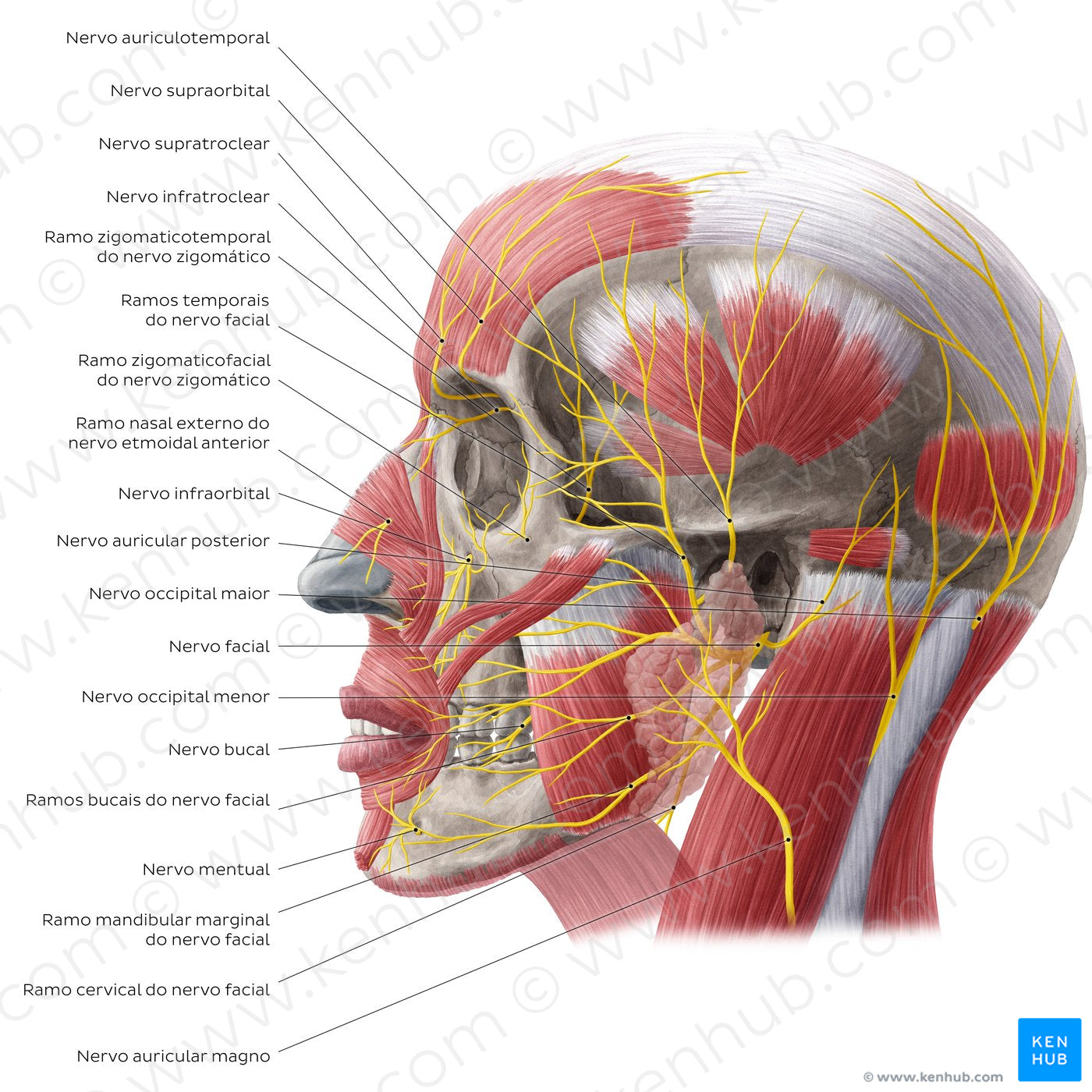 Nerves of face and scalp (Lateral view) (Portuguese)