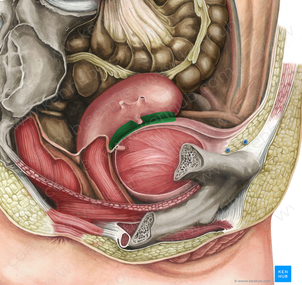 Vesicouterine pouch (#3429)