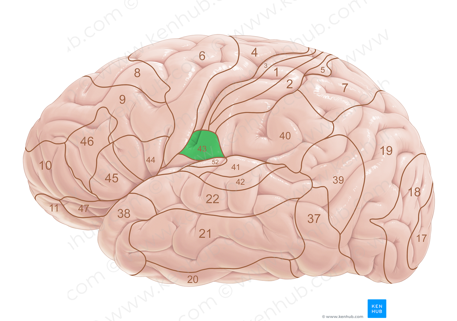 Brodmann area 43 (#18056)