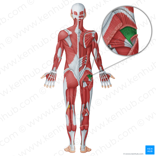 Gluteus minimus muscle (#18686)