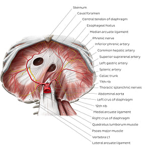 Abdominal surface of the diaphragm (English)