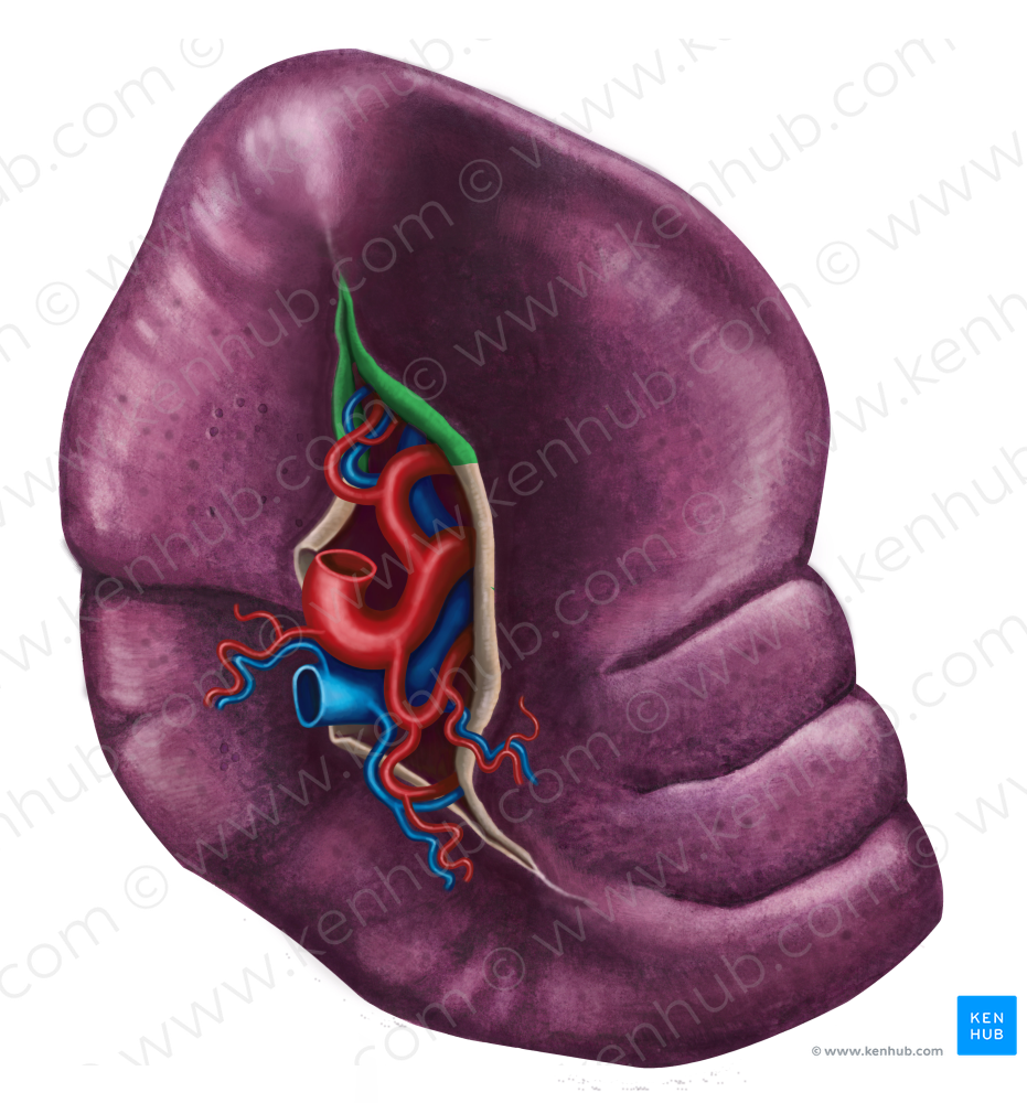 Gastrosplenic ligament (#4540)