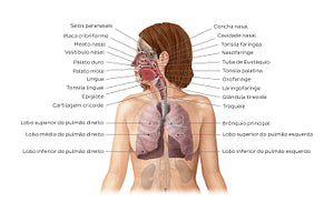 Respiratory system (Portuguese)