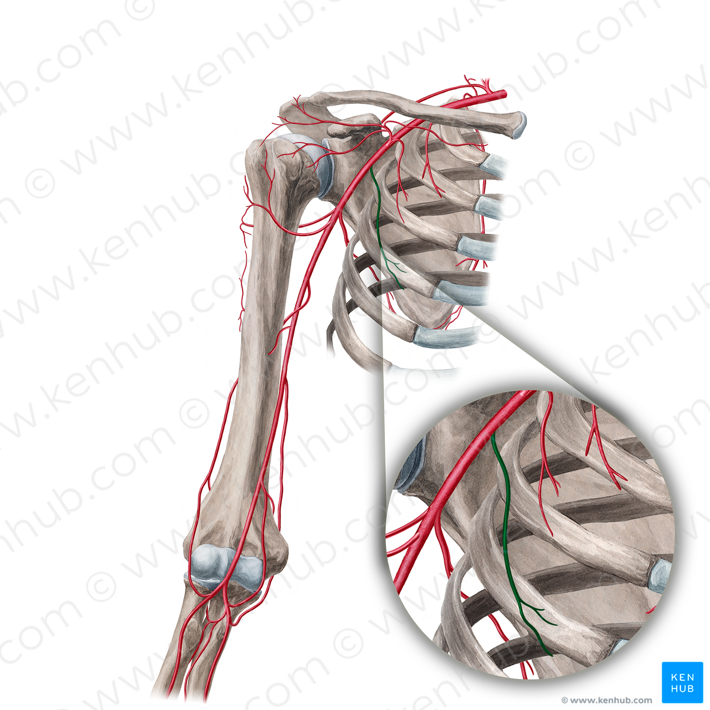 Lateral thoracic artery (#18850)