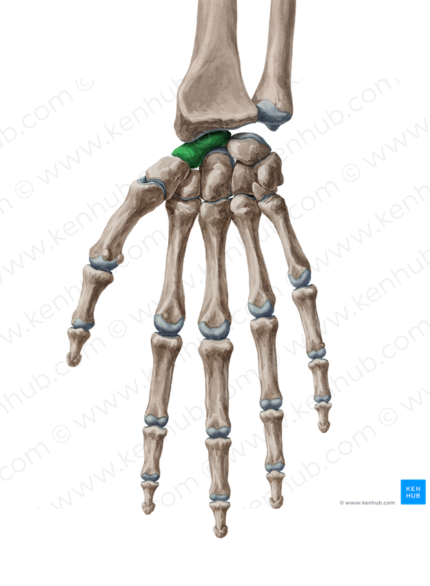 Scaphoid bone (#7504)