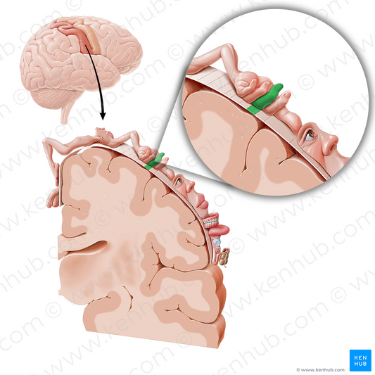 Sensory cortex of middle finger (#11054)