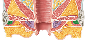 Crus of clitoris (#3152)