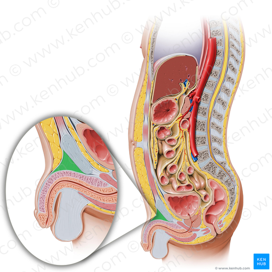 Suspensory ligament of penis (#4626)