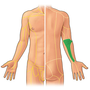 Posterior antebrachial cutaneous nerve (#21925)