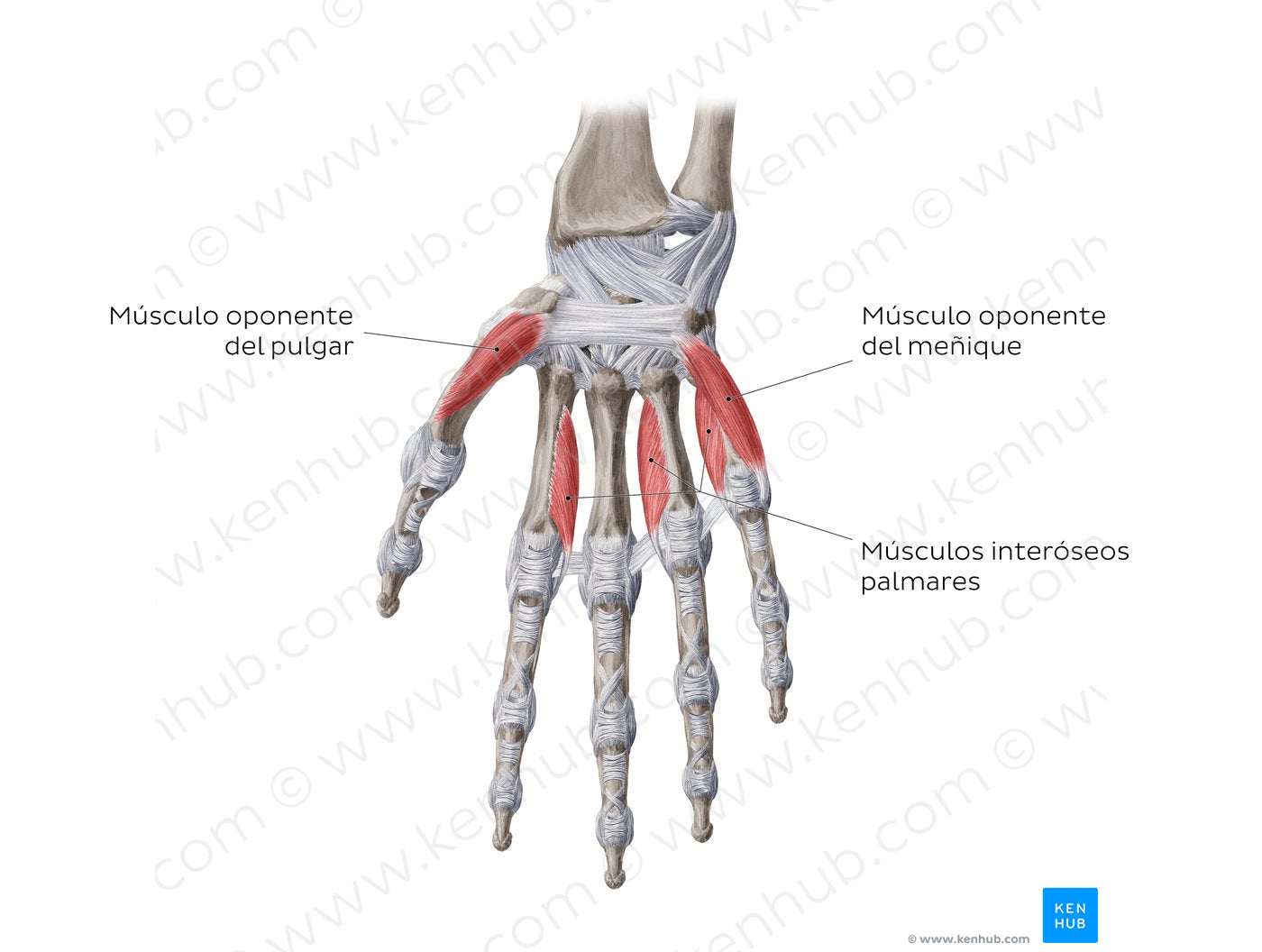 Muscles of the hand: deepest muscles (Spanish)