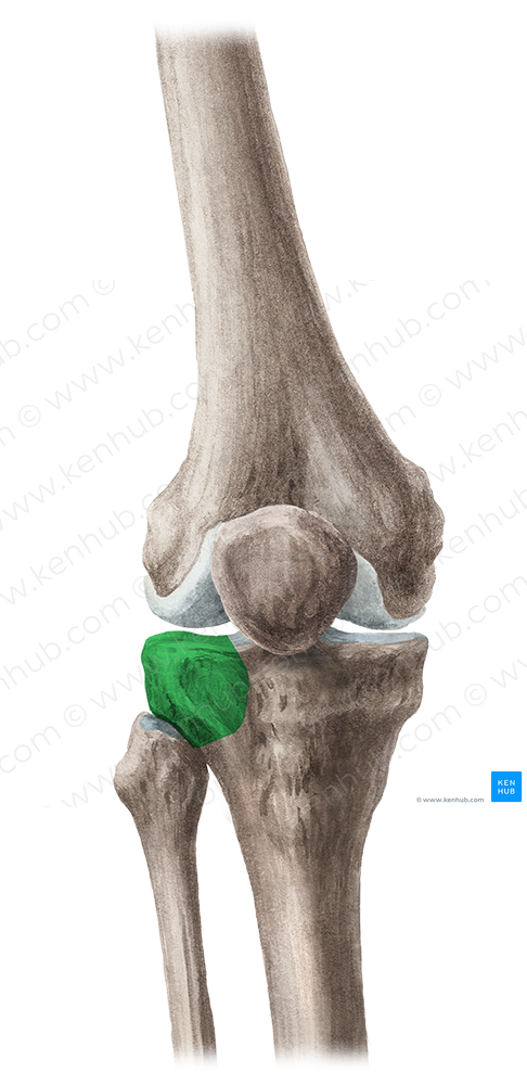 Lateral condyle of tibia (#2817)