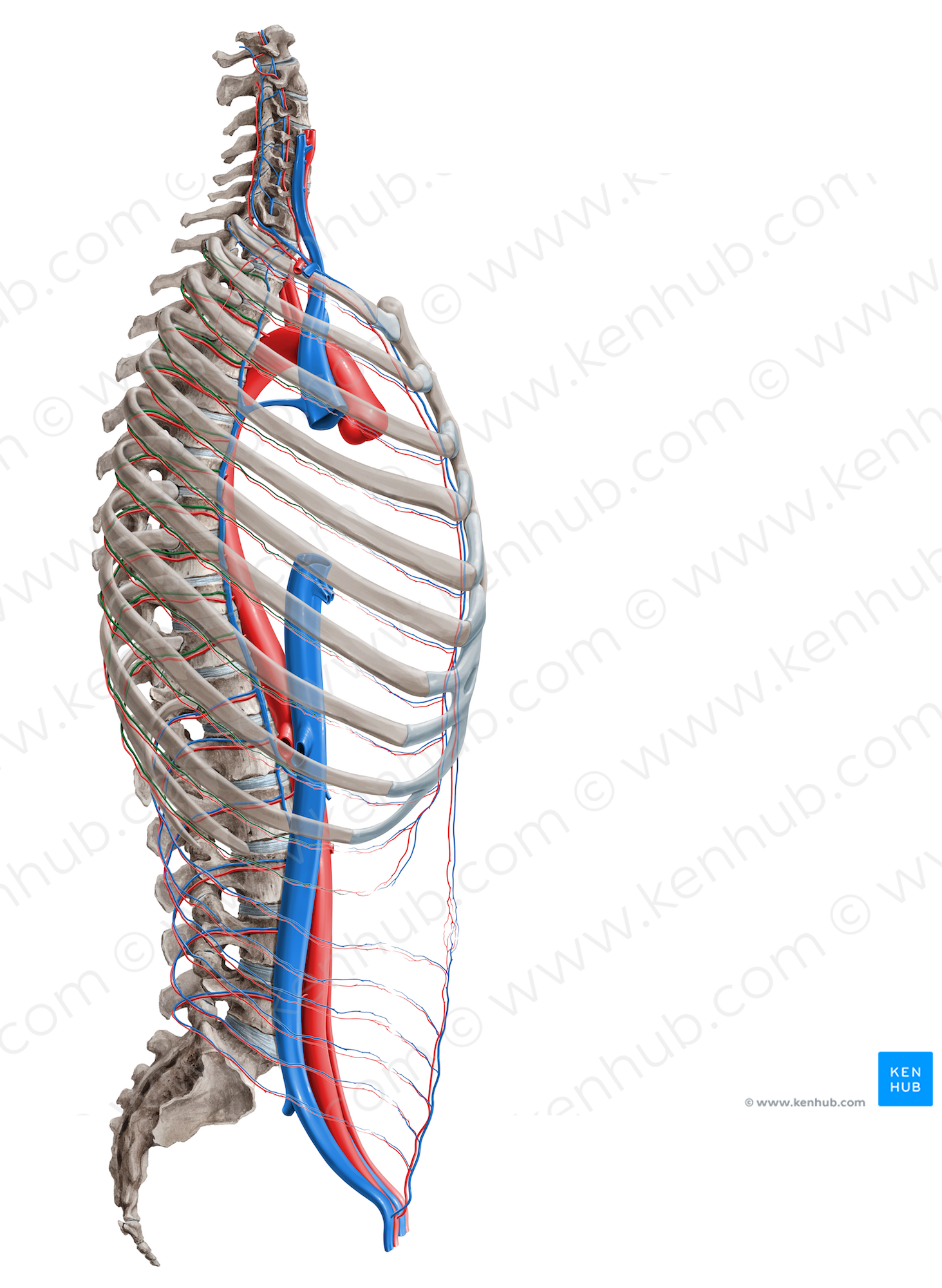 Posterior intercostal vein (#16379)