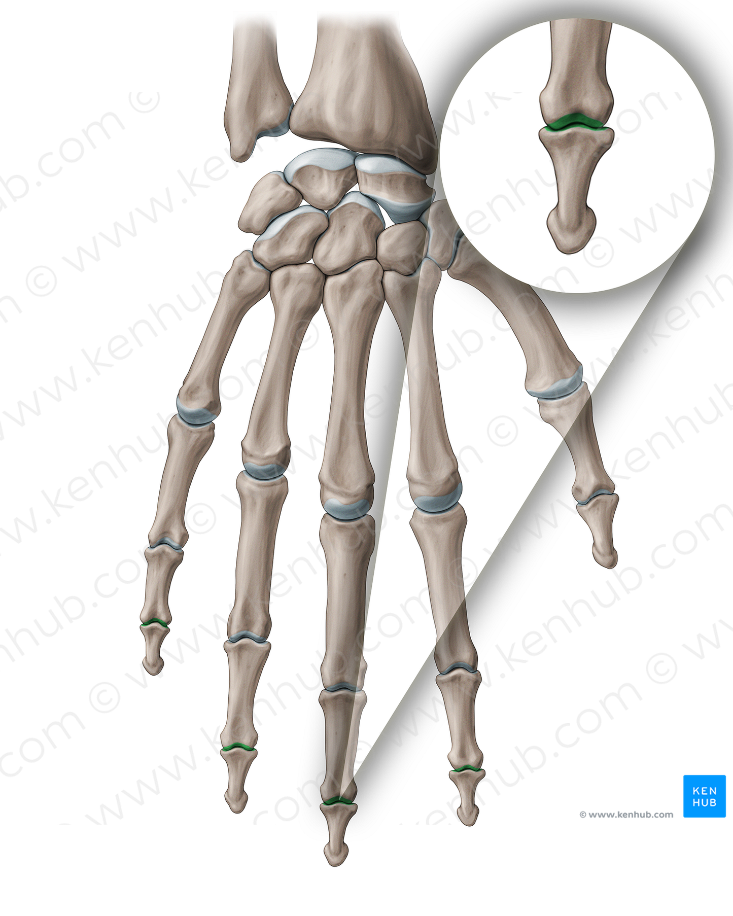 Distal interphalangeal joint (#18899)