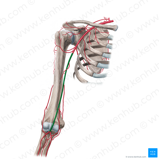 Brachial artery (#900)