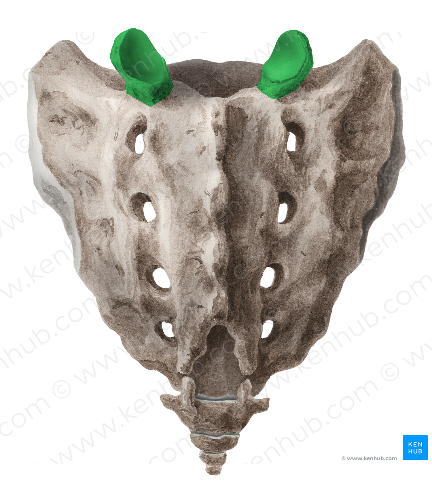 Superior articular process of sacrum (#21831)