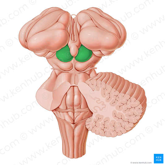 Superior colliculus (#2666)