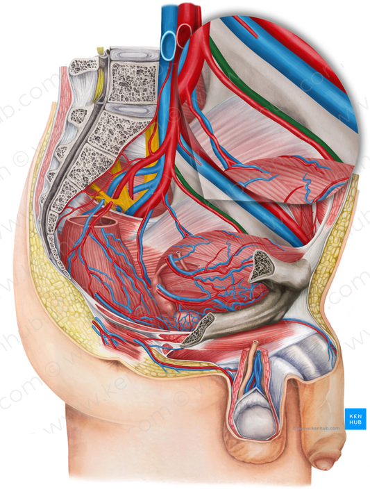 Left obturator vein (#10437)