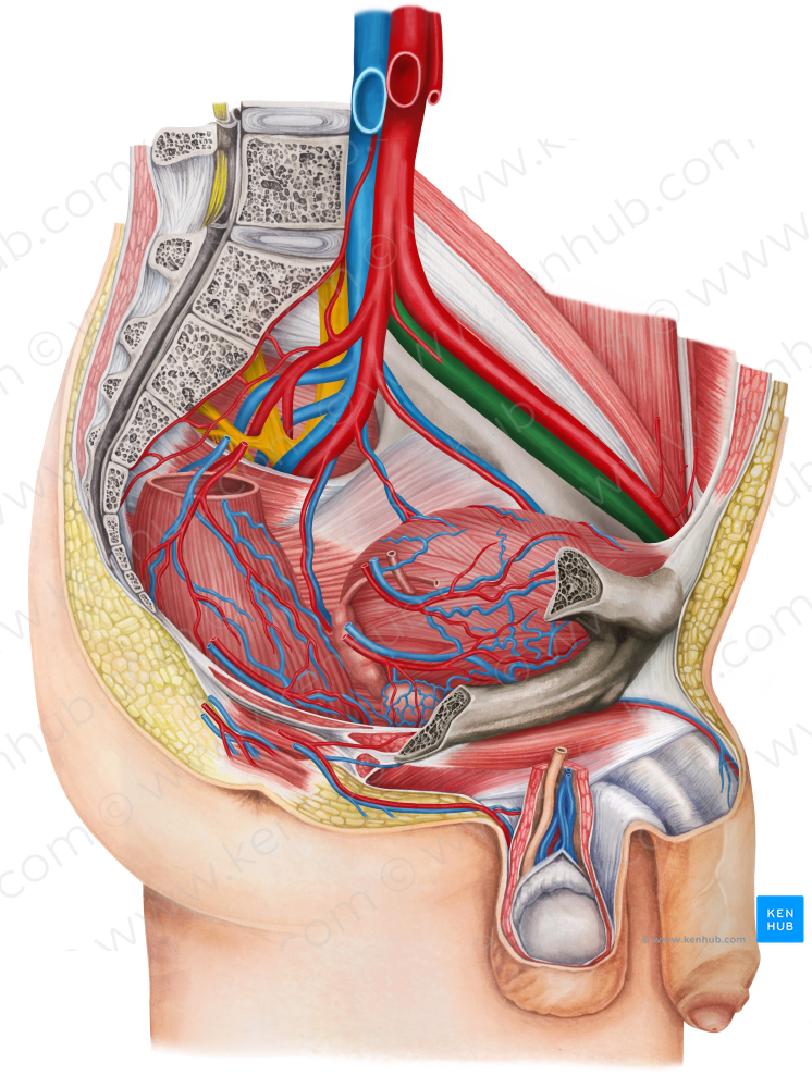 Left external iliac vein (#10310)