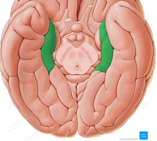 Parahippocampal gyrus (#4193)