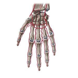 Palmar carpal branch of ulnar artery (#20426)