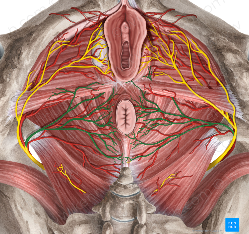 Inferior anal nerve (#6193)