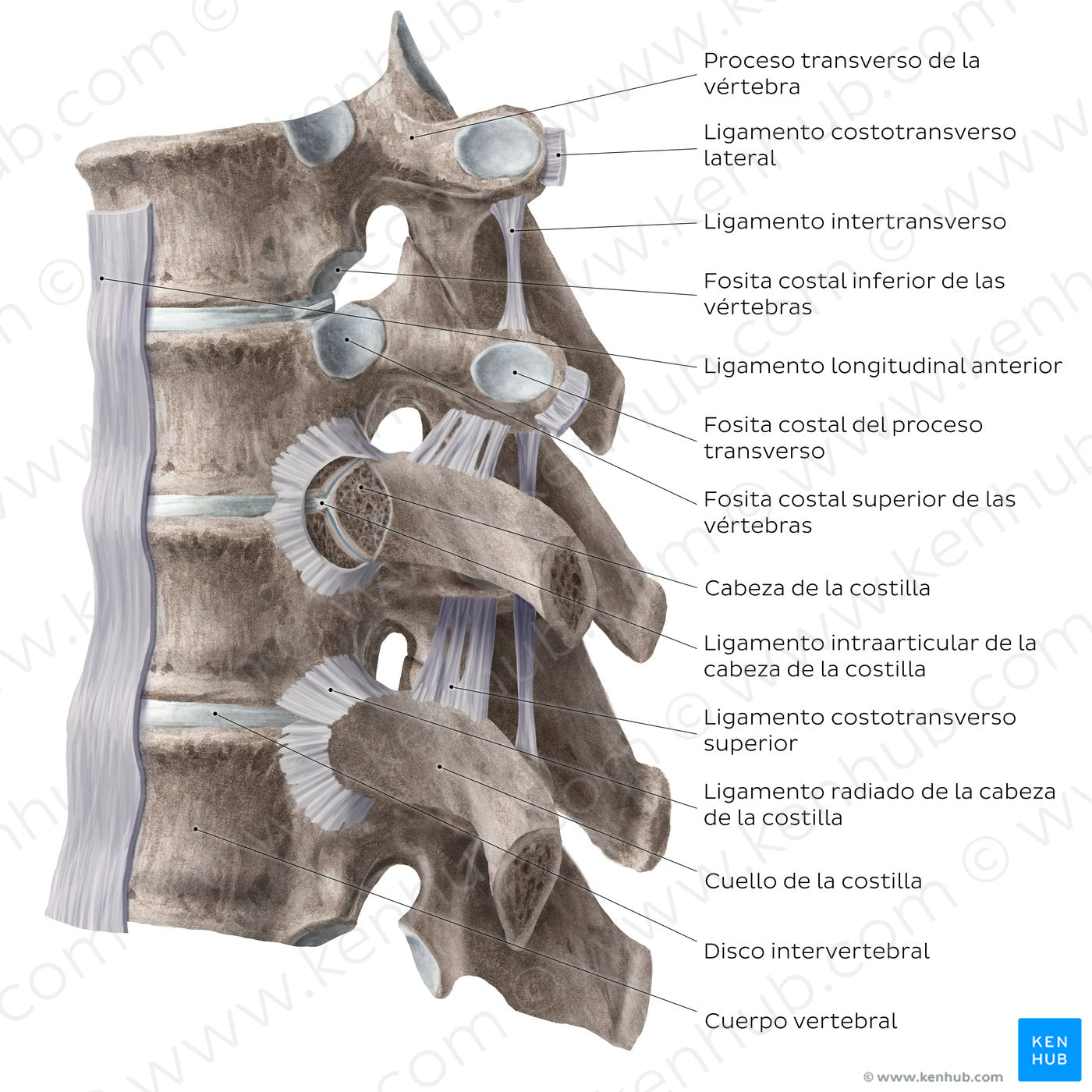 Costovertebral joints (lateral view) (Spanish)