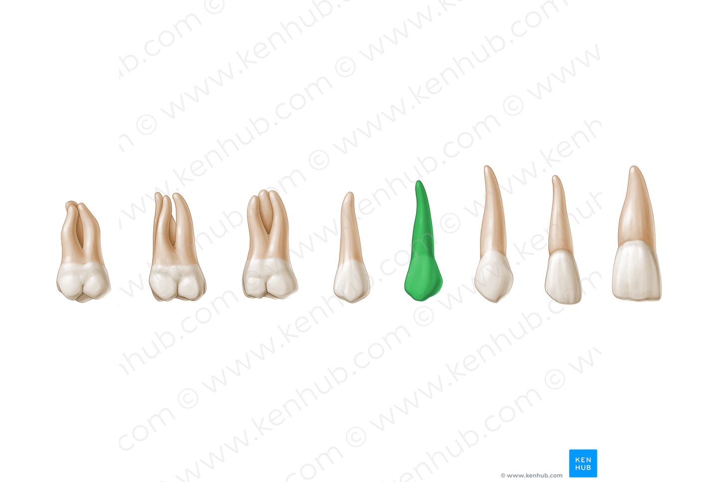1st premolar tooth (#3230)