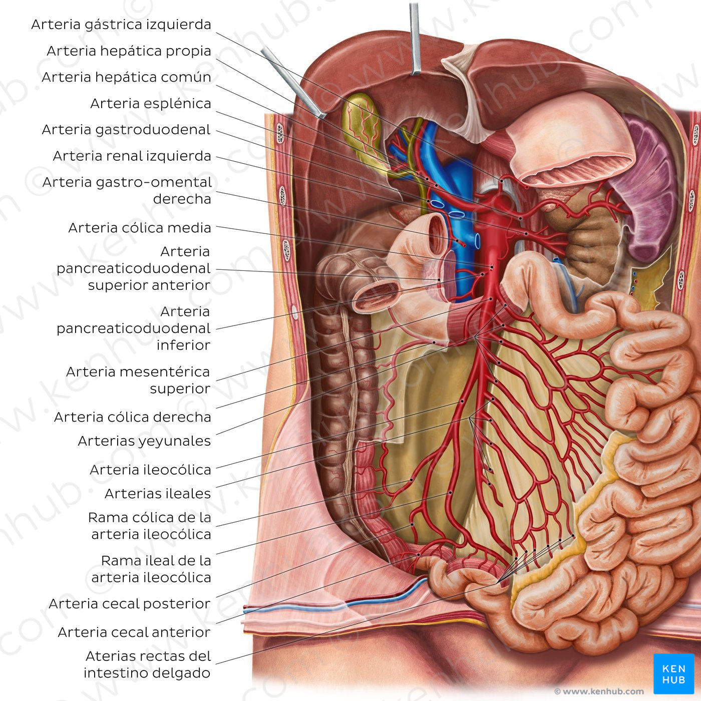 Arteries of the small intestine (Spanish)