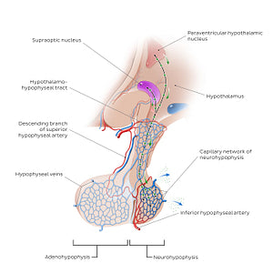 Hypothalamohypophyseal tract (English)