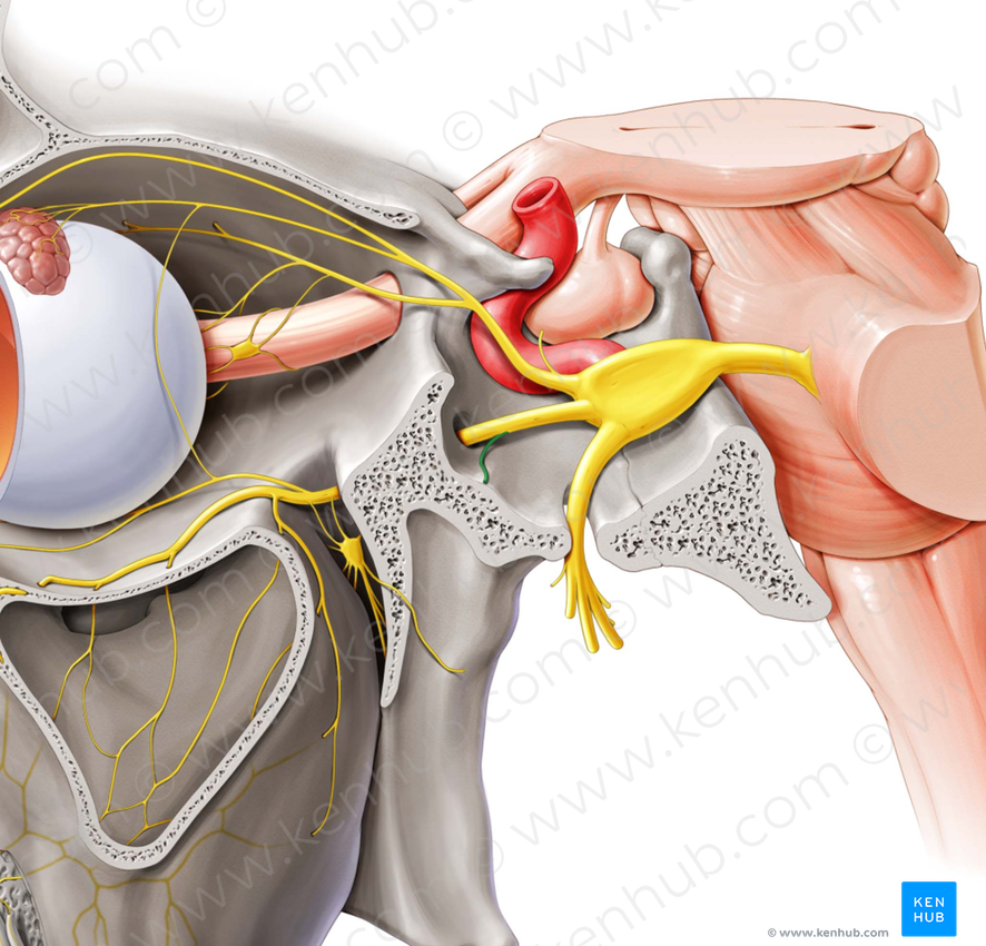 Meningeal branch of maxillary nerve (#8737)