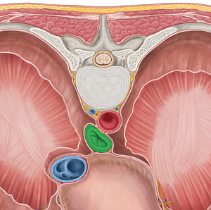 Esophagus (#7304)